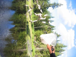 ensemencement - Journée de pêche