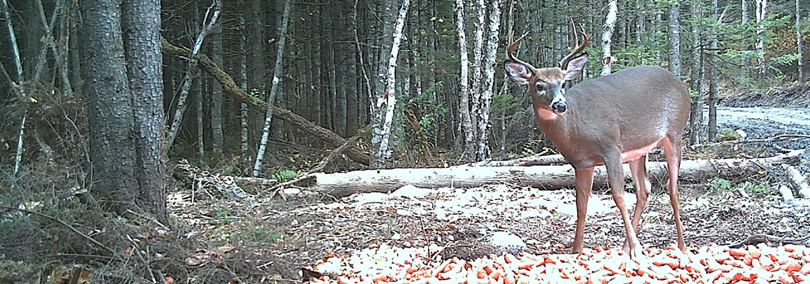 Térritoire de chasse et pêche au. f. r.  inc. - photo  1